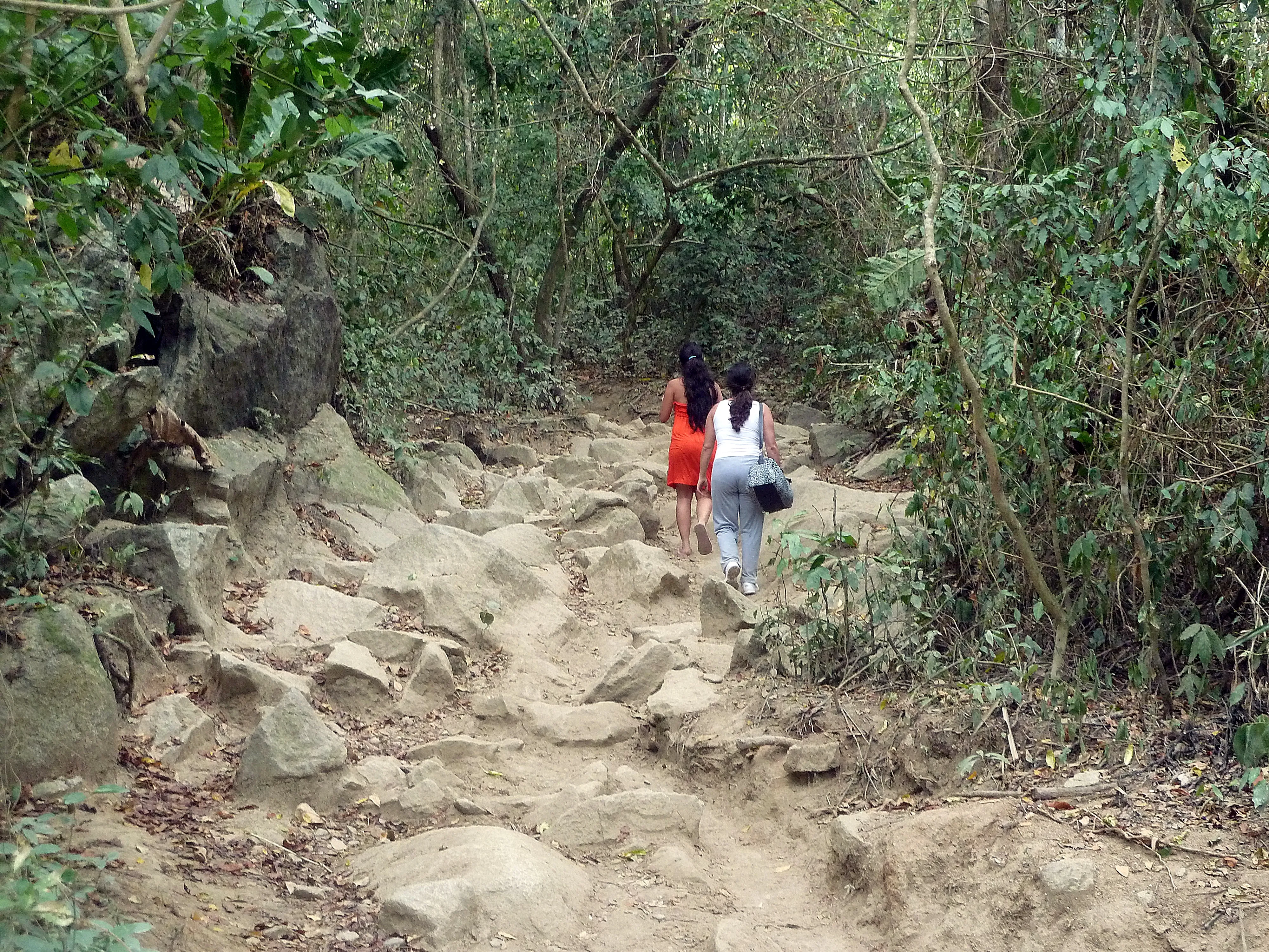 Hikers Traversing the Forest Trails