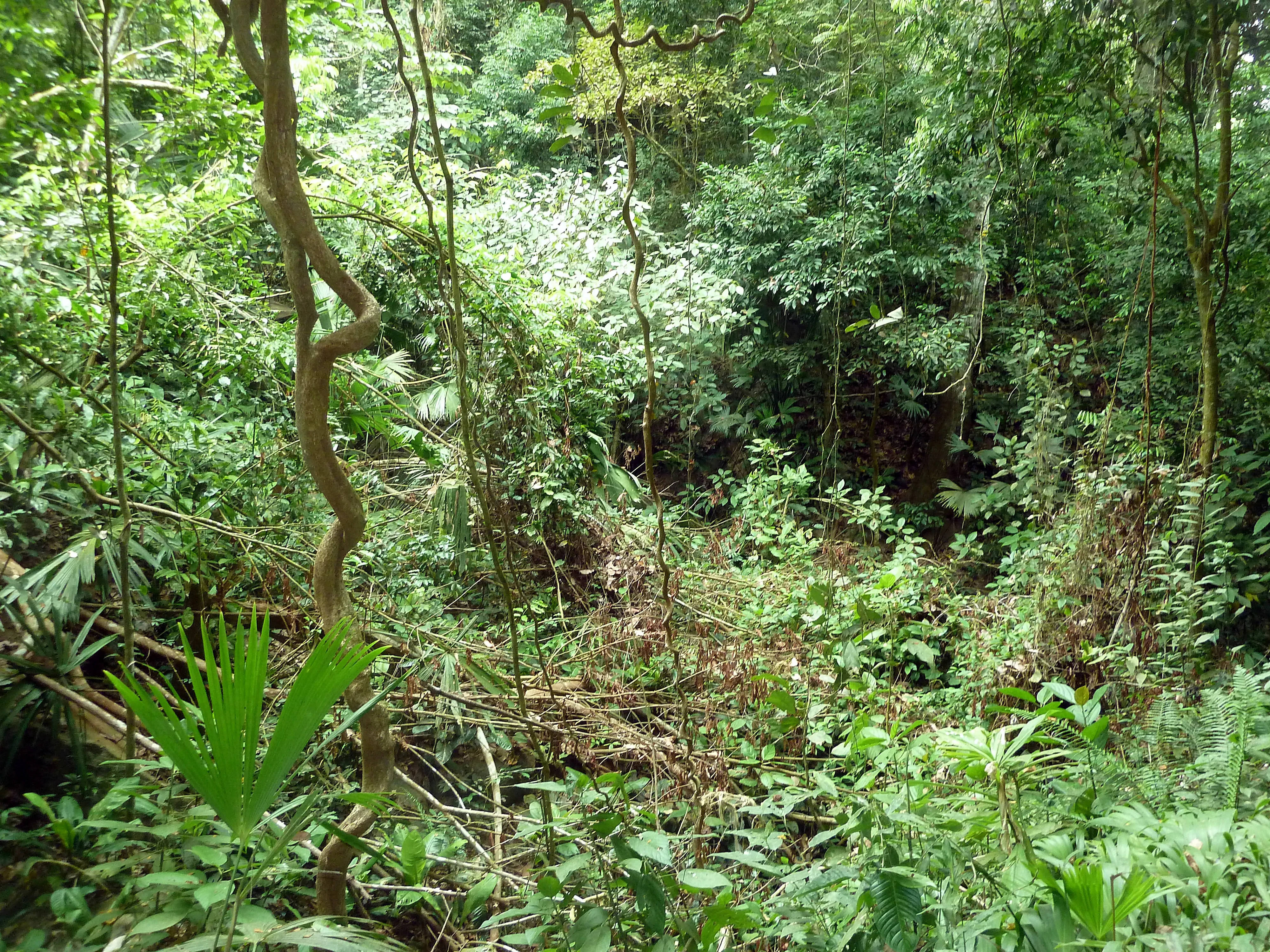 Dense Jungle Pathway near Cañaveral