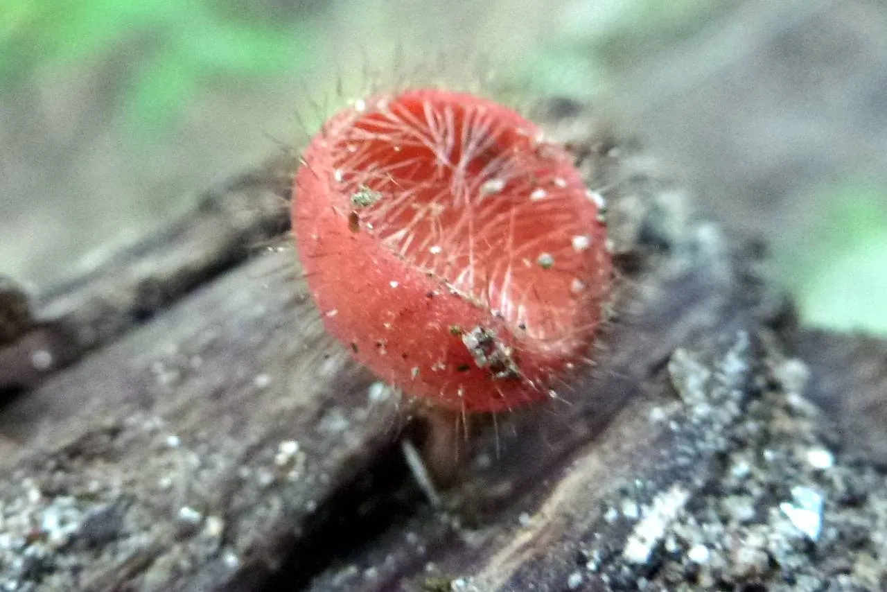 Vibrant Cookeina Tricholoma Fungi on the Forest Floor