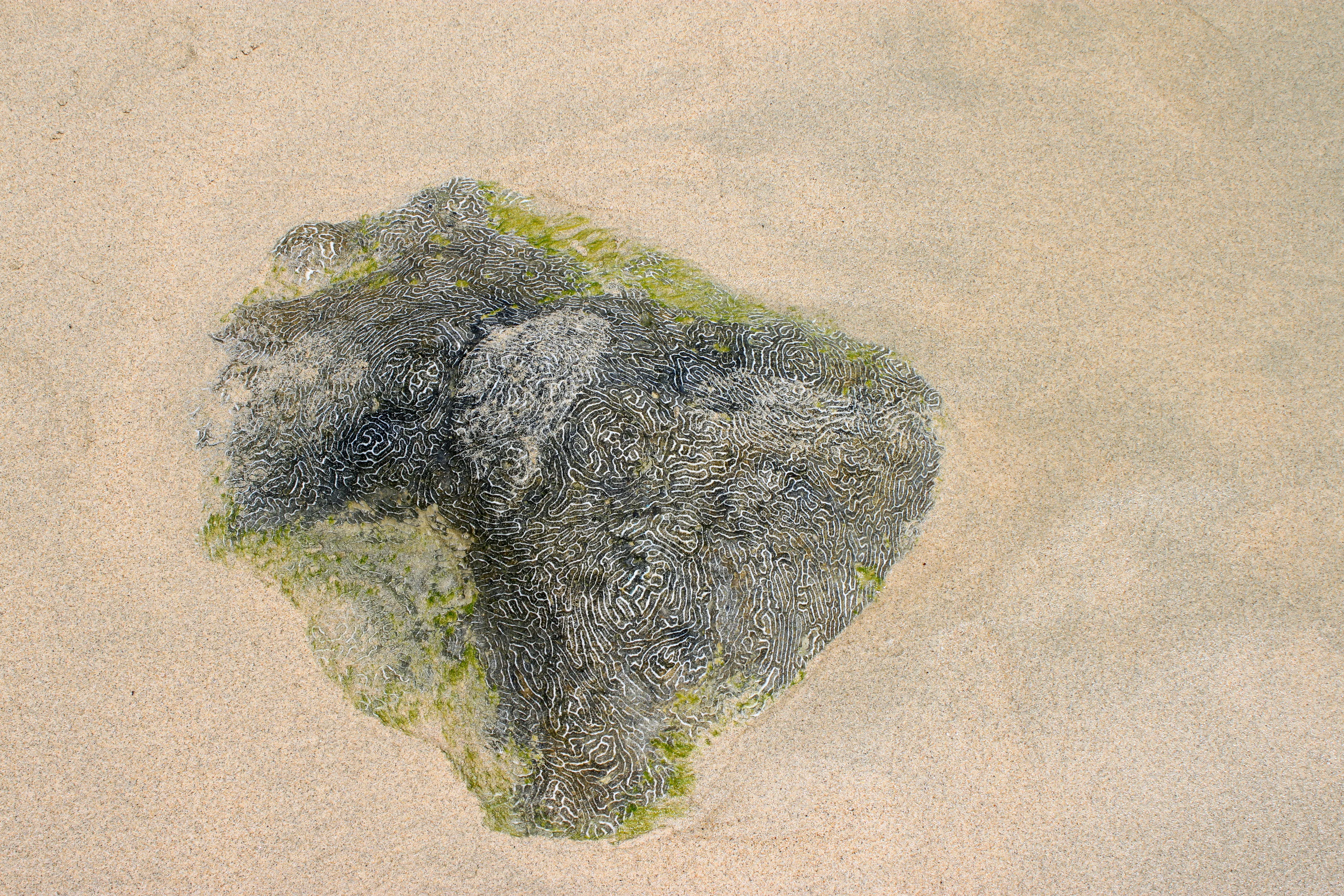 Marine Coral Reefs off the Tayrona Coast